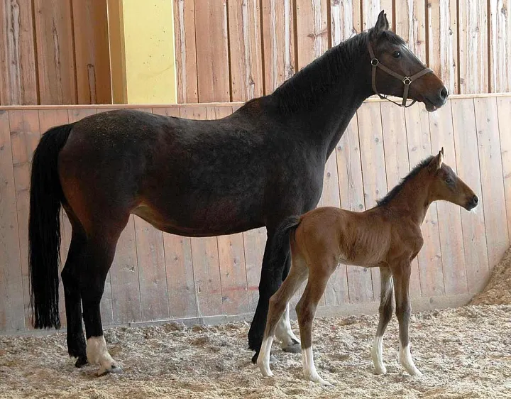 1463hellena_2015_seitere.jpg