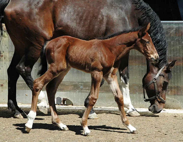 1_1463_kelly_v.quick_star_a.d_rivalin_1705.jpg