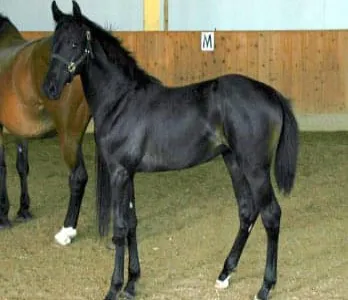 1986-Diarella.JPG