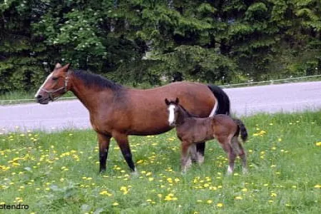 Flittermaus-Acotendro-Fohlen.JPG