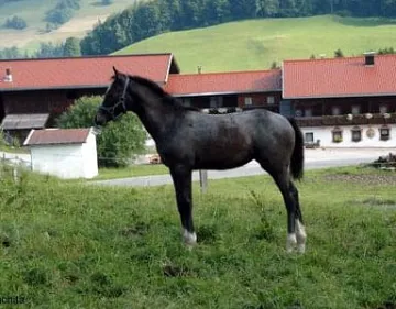 Flittermaus-Conchita-Fohlen.JPG