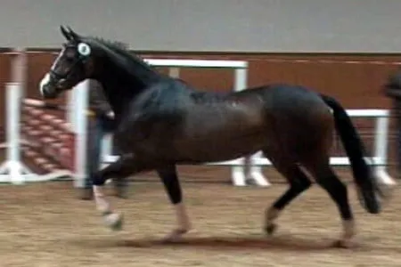 Flittermaus-Crasy-Trab-2010.jpg