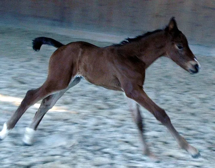 flttermauskallinka_2015_seitere.jpg