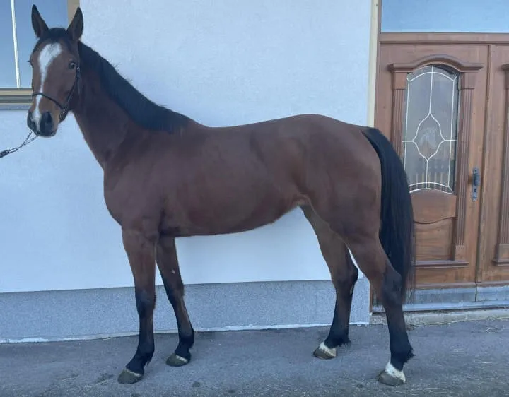 Neugschwents-Casali